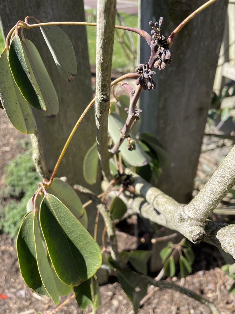 Stauntonia grandiflora (Stauntonia grandiflora)