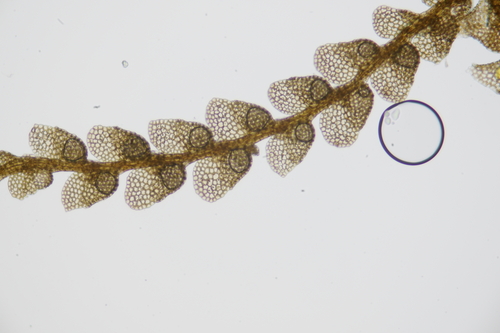 Metalejeunea cucullata