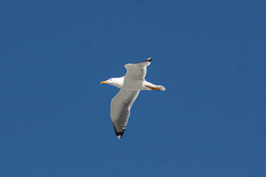 Steppe Gull from Челябинск, Челябинская обл., Россия, 454016 on March ...