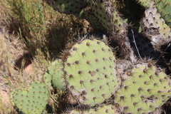 Opuntia oricola
