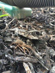 Tigrosa helluo