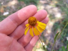 Helenium amphibolum