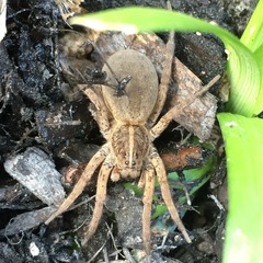 Tigrosa helluo