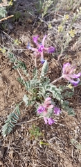 Astragalus shortianus