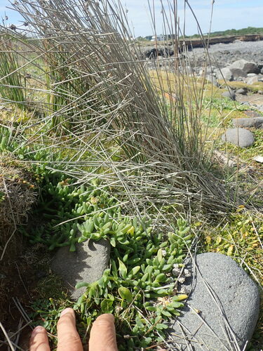 Image of Zoysia Minima (Zoysia minima) by (c) Arnim Littek, some rights reserved (CC BY)