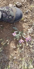 Astragalus shortianus