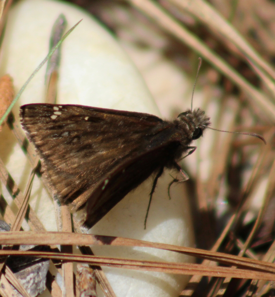 Spread-wing Skippers from State Line on March 24, 2024 at 01:20 AM by ...