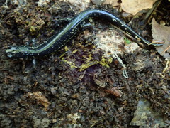 Plethodon chlorobryonis