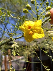 Parkinsonia