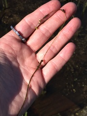 Callitriche marginata