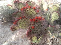 Opuntia stenopetala