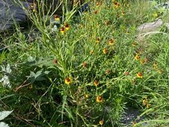 Helenium amphibolum