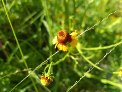 Helenium amphibolum
