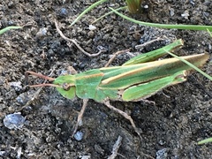 Chimarocephala elongata