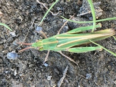 Chimarocephala elongata