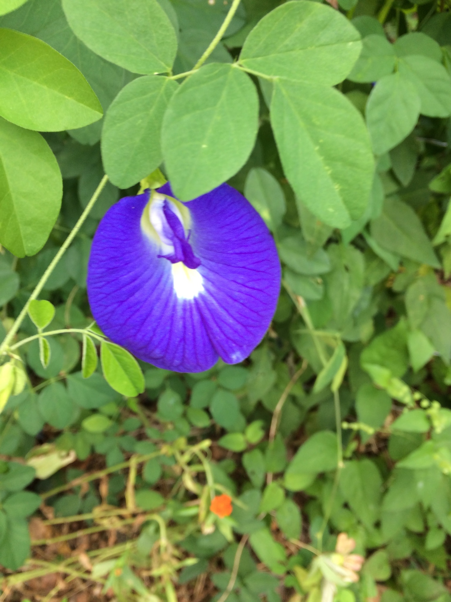 Clitoria ternatea