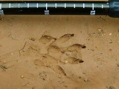 Marsh Mongoose photo 3