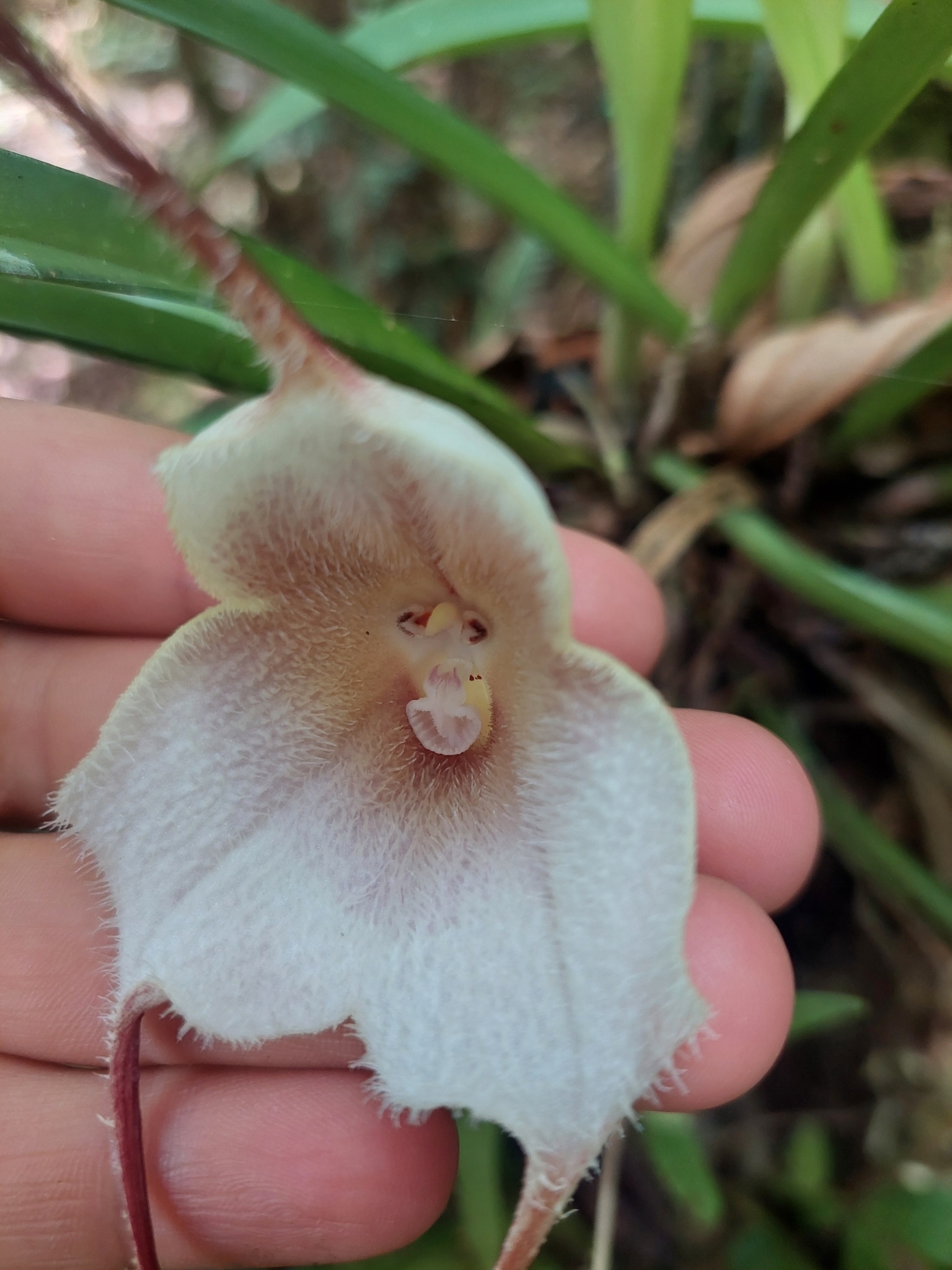 Dracula amaliae