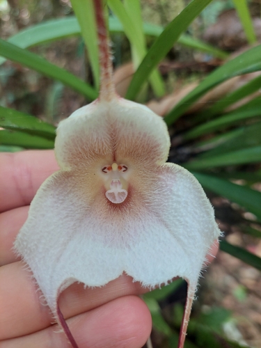 Dracula amaliae (Luer & Escobar) Luer 2