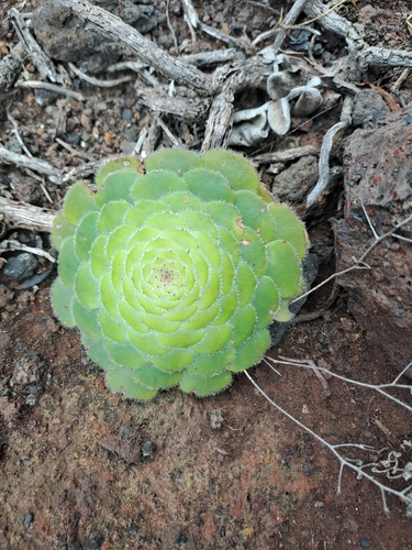 Aeonium tabulaeforme