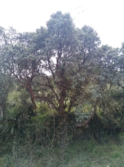 Polylepis quadrijuga