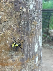 Micrathena vigorsi