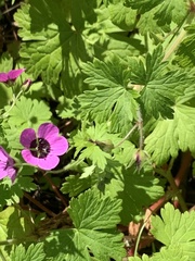 Geranium ocellatum, photograph Stevie Steele, CC BY, iNaturalist via GBIF