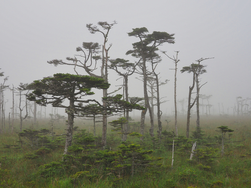 Picea glehnii iNat (1)