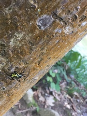 Micrathena vigorsi