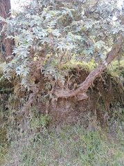 Polylepis quadrijuga