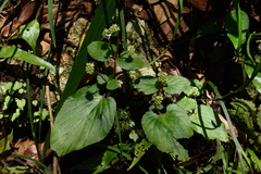 Epithema ceylanicum