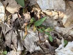 Puccinia mariae-wilsoniae