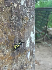 Micrathena vigorsi