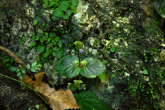 Epithema ceylanicum