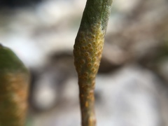 Puccinia mariae-wilsoniae