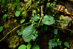 Epithema ceylanicum