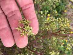 Anthriscus caucalis