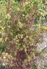 Anthriscus caucalis