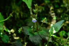 Epithema ceylanicum