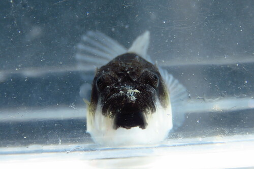 Southern stargazer (Astroscopus y-graecum) — Uranoscopidae — 4
