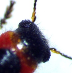 Placopterus thoracicus