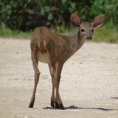 Odocoileus pandora