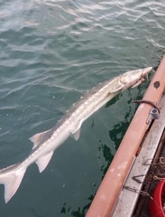 Acipenser medirostris