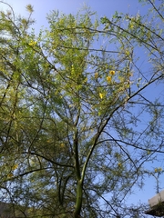 Parkinsonia