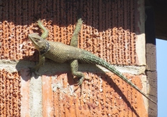 Sceloporus cyanogenys