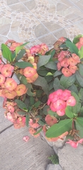 Euphorbia milii