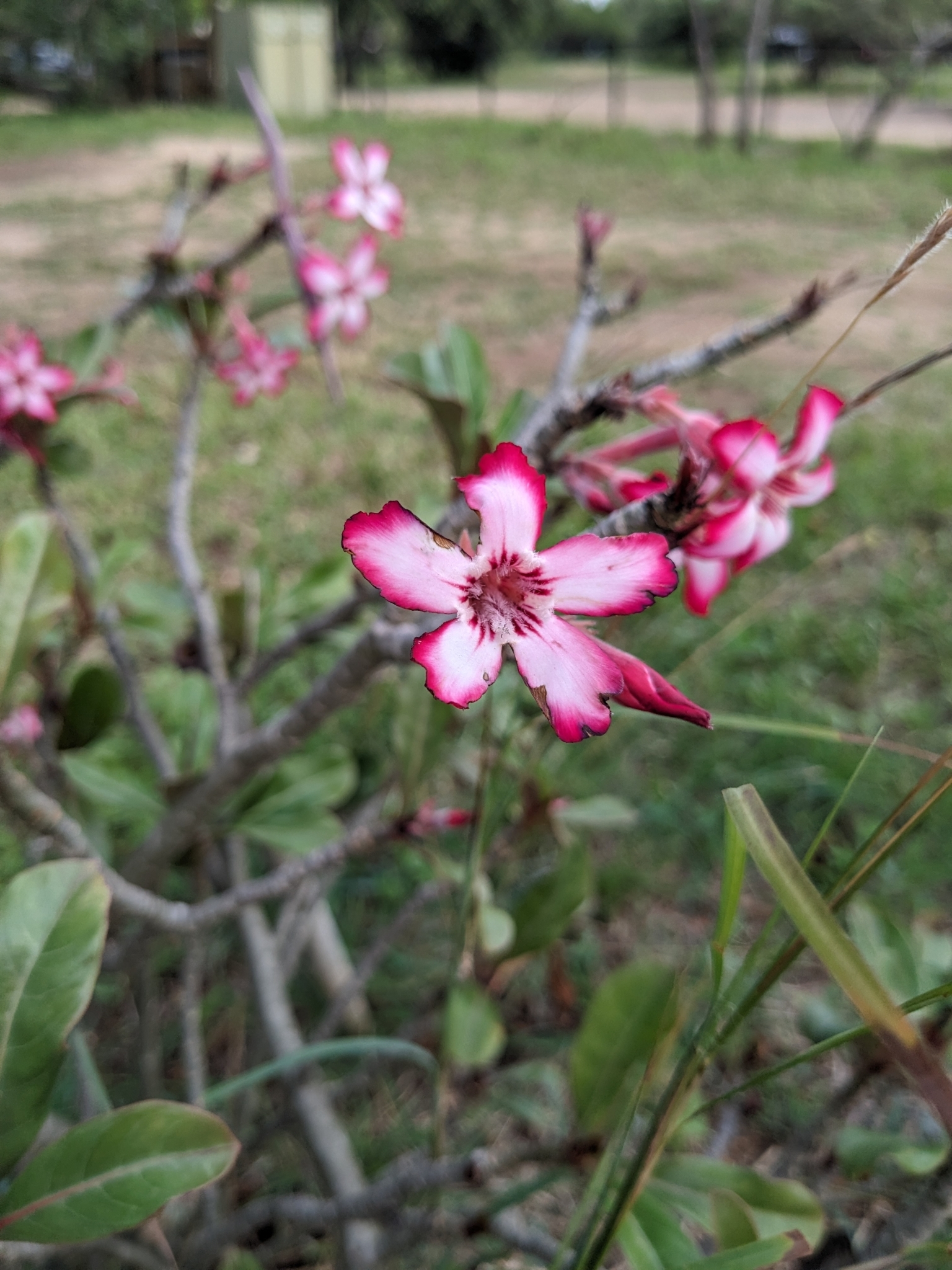 Imagem de Rosa-do-deserto