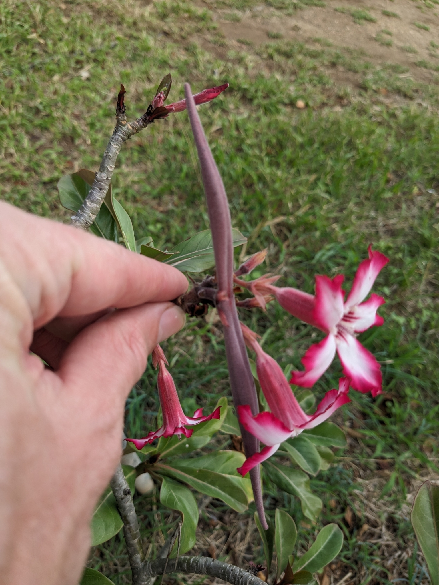 Imagem de Rosa-do-deserto