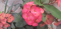 Euphorbia milii