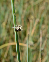 Schoenoplectus americanus